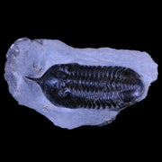 3.3" Morocconites Malladoides Trilobite Fossil Morocco Devonian Age Display, COA