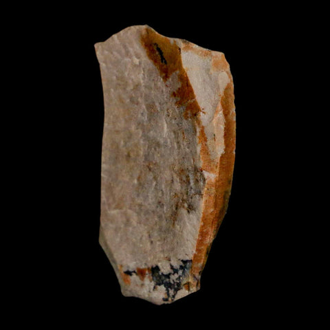 1.3" Tyrannosaurus Rex Fossil Bone Dinosaur Lance Creek Formation Wyoming COA - Fossil Age Minerals