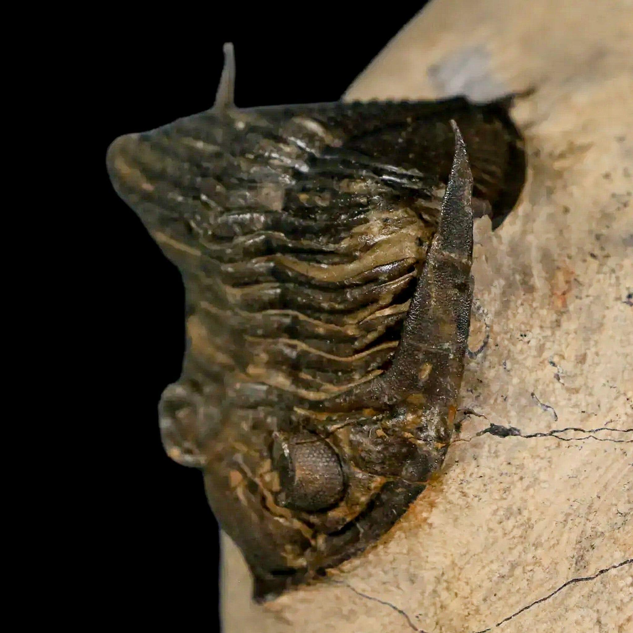 2.6" Zlichovaspis Rugosa Trilobite Fossil Morocco Devonian Age 400 Mil Yrs Old - Fossil Age Minerals