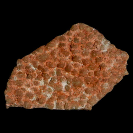 0.5" Megaloolithus Titanosaur Dinosaur Fossil Egg Shell Bouches Du Rhone France Display