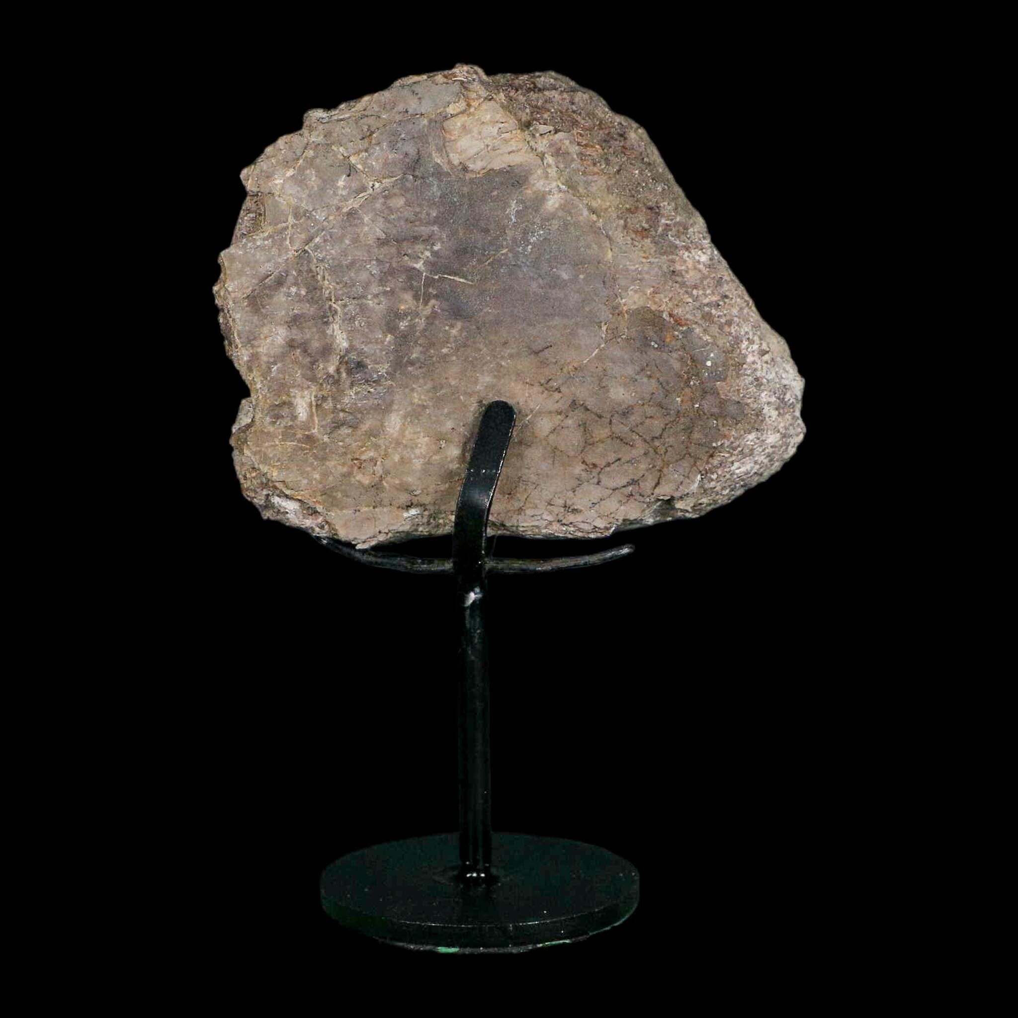 3.7" Camarasaurus Dinosaur Fossil Limb Bone Morrison FM CO Jurassic Age COA Stand - Fossil Age Minerals