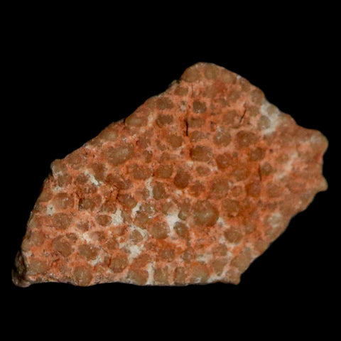 0.5" Megaloolithus Titanosaur Dinosaur Fossil Egg Shell Bouches Du Rhone France Display - Fossil Age Minerals