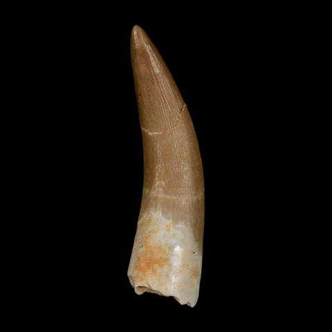 XL 2" Plesiosaur Zarafasaura Tooth Fossil Cretaceous Dinosaur Era COA, Stand