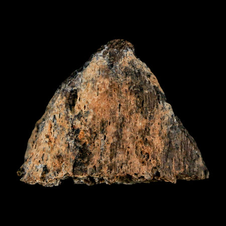 1.2" Tyrannosaurus Rex Fossil Bone Dinosaur Lance Creek Formation Wyoming COA