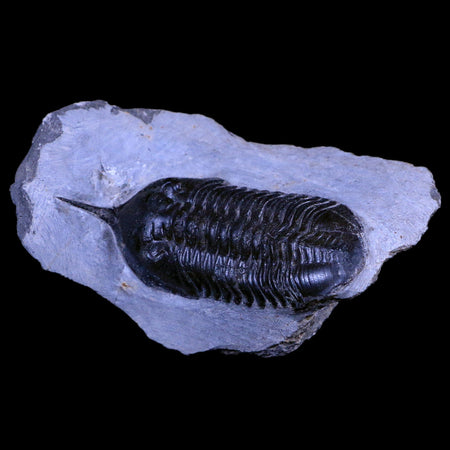 3.3" Morocconites Malladoides Trilobite Fossil Morocco Devonian Age Display, COA
