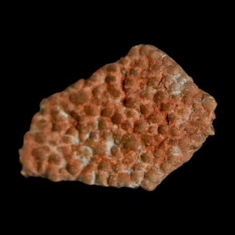 0.5" Megaloolithus Titanosaur Dinosaur Fossil Egg Shell Bouches Du Rhone France Display - Fossil Age Minerals