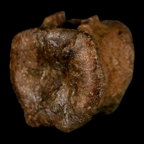 1" Brachylophosaurus Fossil Vertebrae Bone Cretaceous Dinosaur Judith River MT COA - Fossil Age Minerals