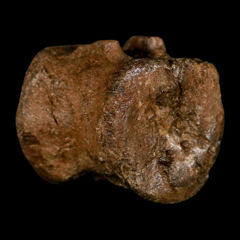 1" Brachylophosaurus Fossil Vertebrae Bone Cretaceous Dinosaur Judith River MT COA - Fossil Age Minerals