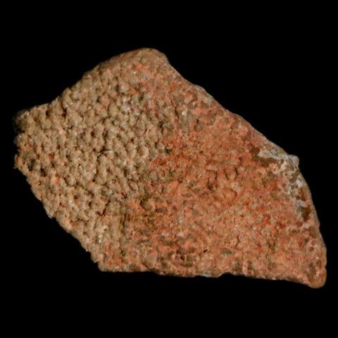 0.5" Megaloolithus Titanosaur Dinosaur Fossil Egg Shell Bouches Du Rhone France Display - Fossil Age Minerals
