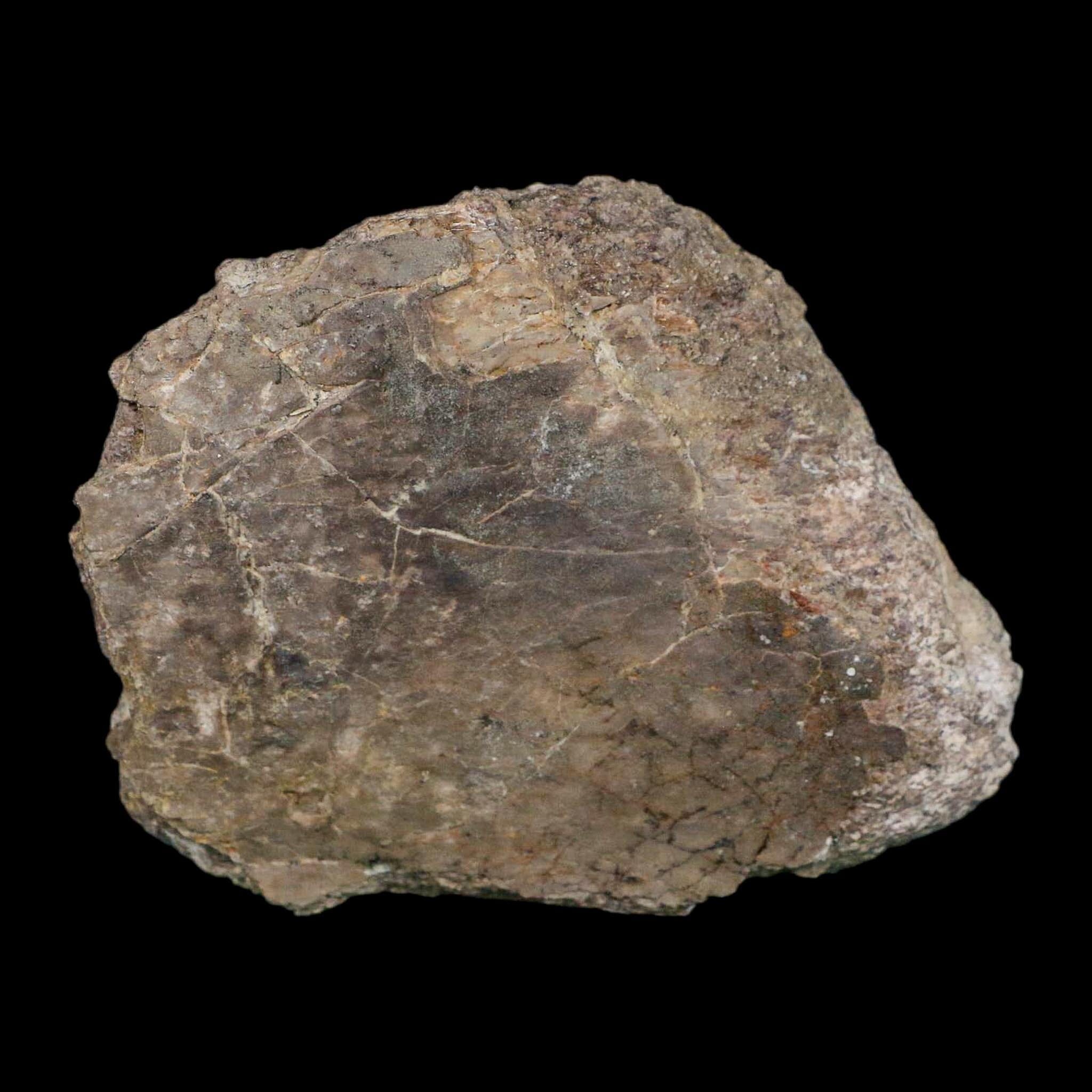 3.7" Camarasaurus Dinosaur Fossil Limb Bone Morrison FM CO Jurassic Age COA Stand - Fossil Age Minerals