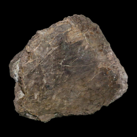 3.7" Camarasaurus Dinosaur Fossil Limb Bone Morrison FM CO Jurassic Age COA Stand