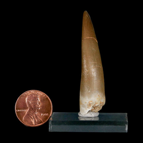XL 2" Plesiosaur Zarafasaura Tooth Fossil Cretaceous Dinosaur Era COA, Stand