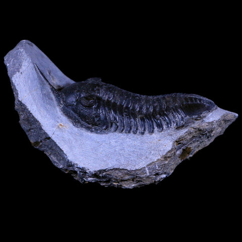 3.3" Morocconites Malladoides Trilobite Fossil Morocco Devonian Age Display, COA - Fossil Age Minerals