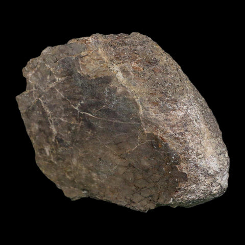 3.7" Camarasaurus Dinosaur Fossil Limb Bone Morrison FM CO Jurassic Age COA Stand