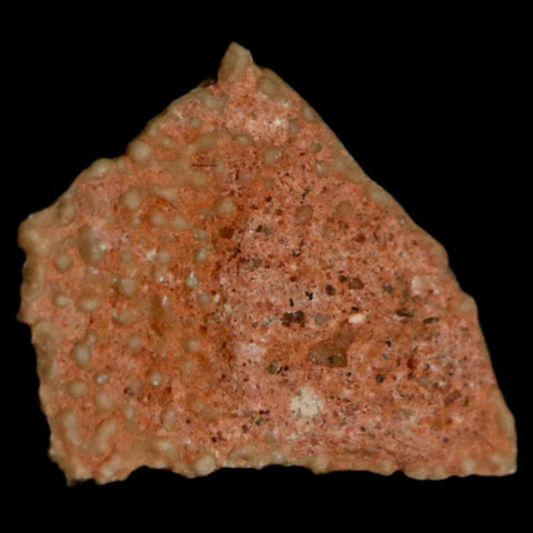 0.5" Megaloolithus Titanosaur Dinosaur Fossil Egg Shell Bouches Du Rhone France Display - Fossil Age Minerals