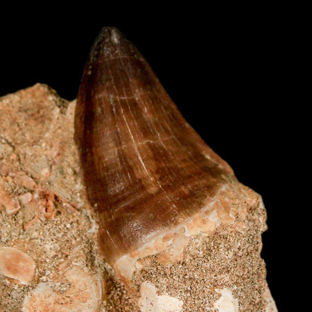 1.7" Mosasaur Prognathodon Fossil Tooth In Matrix Cretaceous Dinosaur Era COA