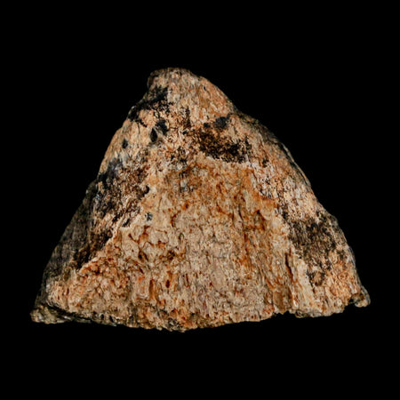 1.2" Tyrannosaurus Rex Fossil Bone Dinosaur Lance Creek Formation Wyoming COA