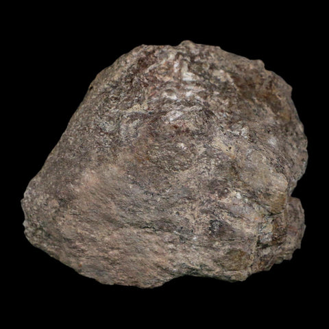 3.7" Camarasaurus Dinosaur Fossil Limb Bone Morrison FM CO Jurassic Age COA Stand