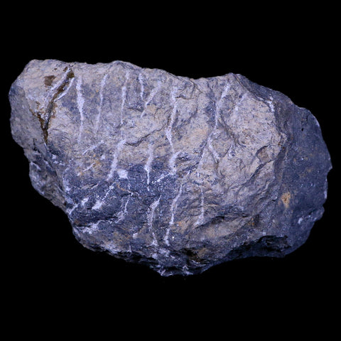 3.3" Morocconites Malladoides Trilobite Fossil Morocco Devonian Age Display, COA - Fossil Age Minerals