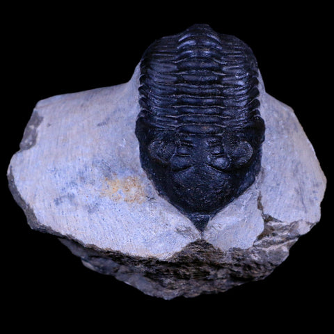 2.2" Morocconites Malladoides Trilobite Fossil Morocco Devonian Age Display, COA - Fossil Age Minerals