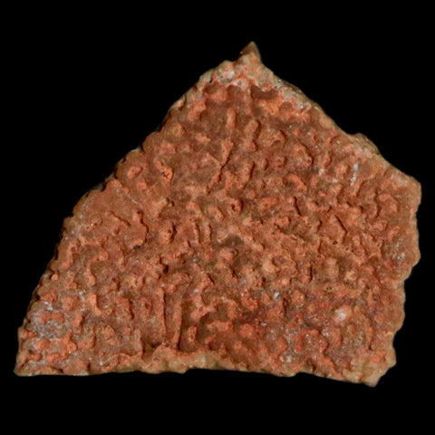 0.5" Megaloolithus Titanosaur Dinosaur Fossil Egg Shell Bouches Du Rhone France Display - Fossil Age Minerals