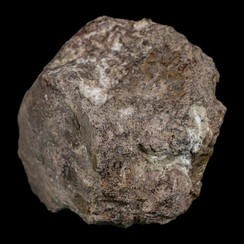 3.7" Camarasaurus Dinosaur Fossil Limb Bone Morrison FM CO Jurassic Age COA Stand