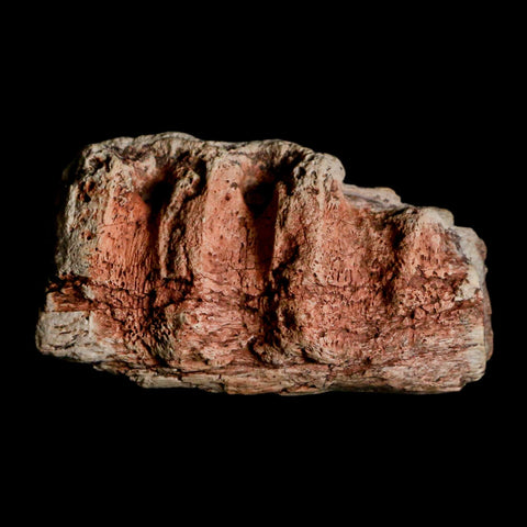 2.1" Triceratops Fossil Jaw Section Cretaceous Dinosaur Lance Creek FM MT COA - Fossil Age Minerals