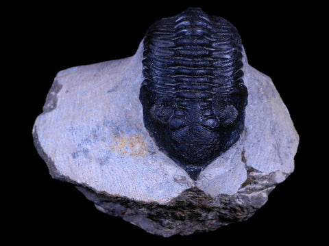 2.2" Morocconites Malladoides Trilobite Fossil Morocco Devonian Age Display, COA - Fossil Age Minerals