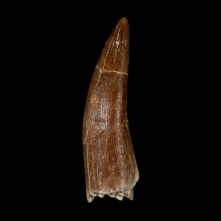 1.7" Plesiosaur Zarafasaura Tooth Fossil Cretaceous Dinosaur Era COA, Stand