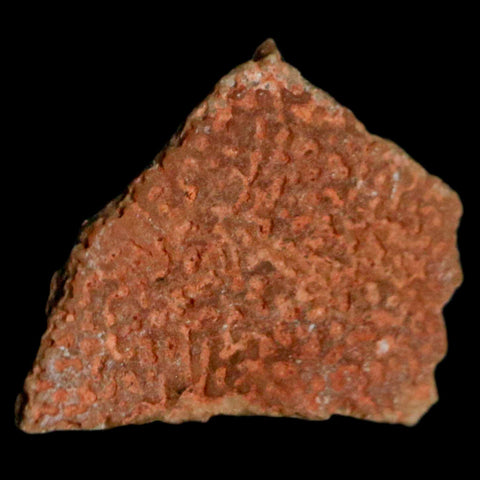 0.5" Megaloolithus Titanosaur Dinosaur Fossil Egg Shell Bouches Du Rhone France Display - Fossil Age Minerals