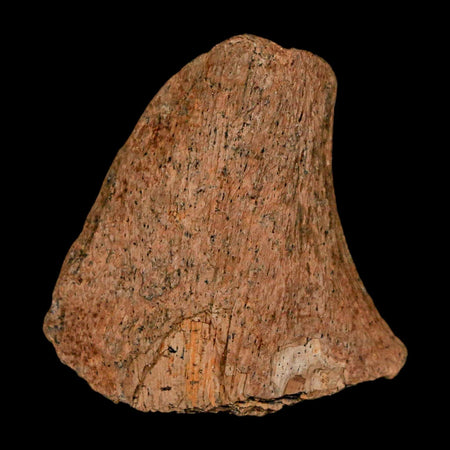 1.2" Tyrannosaurus Rex Fossil Bone Dinosaur Lance Creek Formation Wyoming COA