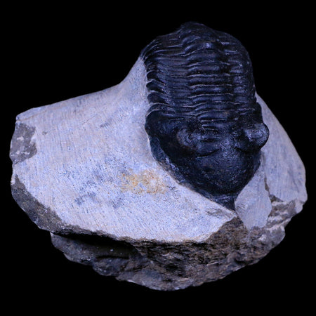 2.2" Morocconites Malladoides Trilobite Fossil Morocco Devonian Age Display, COA