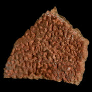 0.5" Megaloolithus Titanosaur Dinosaur Fossil Egg Shell Bouches Du Rhone France Display