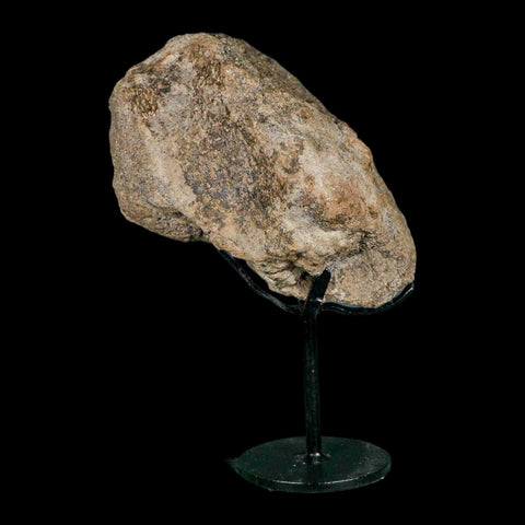 5.3" Camarasaurus Dinosaur Fossil Limb Bone Morrison FM CO Jurassic Age COA Stand - Fossil Age Minerals