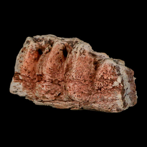 2.1" Triceratops Fossil Jaw Section Cretaceous Dinosaur Lance Creek FM MT COA - Fossil Age Minerals