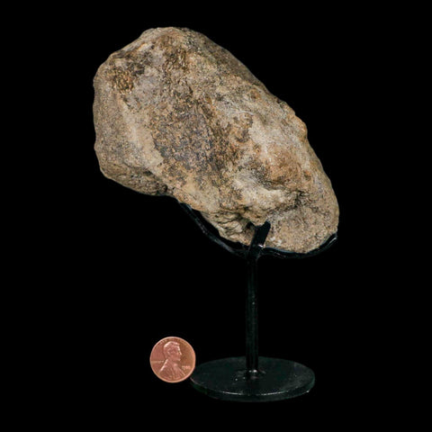 5.3" Camarasaurus Dinosaur Fossil Limb Bone Morrison FM CO Jurassic Age COA Stand - Fossil Age Minerals