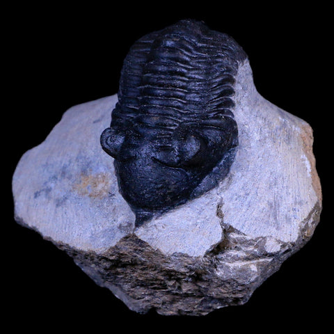 2.2" Morocconites Malladoides Trilobite Fossil Morocco Devonian Age Display, COA - Fossil Age Minerals