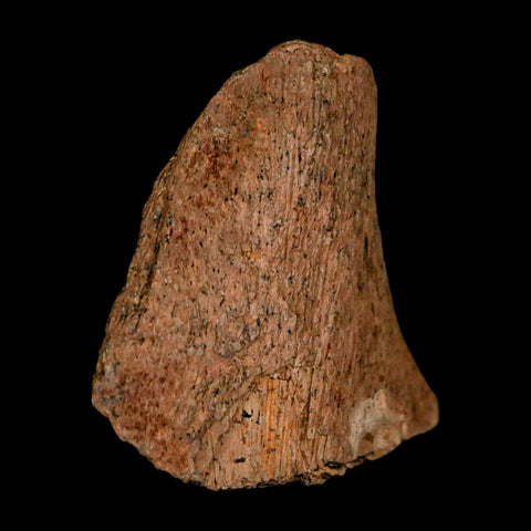 1.2" Tyrannosaurus Rex Fossil Bone Dinosaur Lance Creek Formation Wyoming COA - Fossil Age Minerals