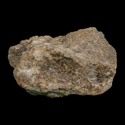5.3" Camarasaurus Dinosaur Fossil Limb Bone Morrison FM CO Jurassic Age COA Stand - Fossil Age Minerals