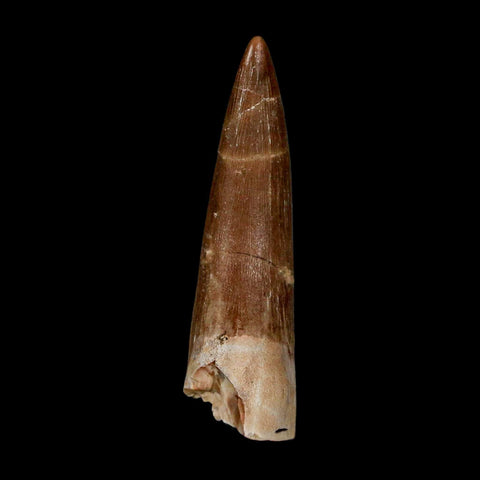 1.7" Plesiosaur Zarafasaura Tooth Fossil Cretaceous Dinosaur Era COA, Stand