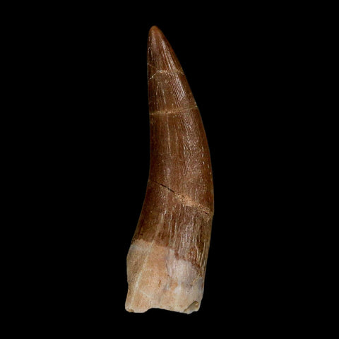 1.7" Plesiosaur Zarafasaura Tooth Fossil Cretaceous Dinosaur Era COA, Stand