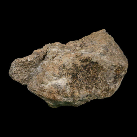 5.3" Camarasaurus Dinosaur Fossil Limb Bone Morrison FM CO Jurassic Age COA Stand - Fossil Age Minerals