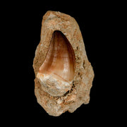 1.7" Mosasaur Prognathodon Fossil Tooth In Matrix Cretaceous Dinosaur Era COA