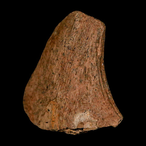 1.2" Tyrannosaurus Rex Fossil Bone Dinosaur Lance Creek Formation Wyoming COA - Fossil Age Minerals