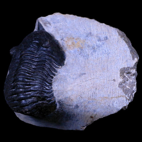 2.2" Morocconites Malladoides Trilobite Fossil Morocco Devonian Age Display, COA - Fossil Age Minerals