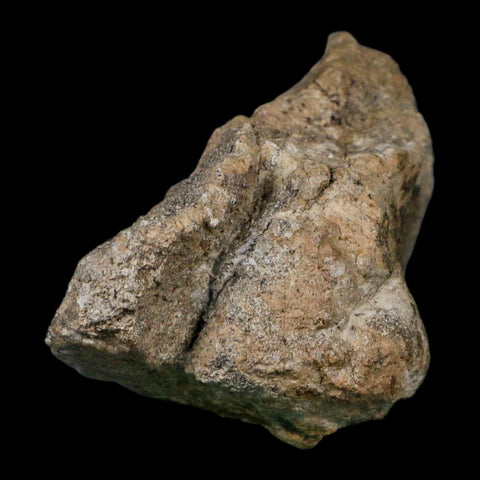 5.3" Camarasaurus Dinosaur Fossil Limb Bone Morrison FM CO Jurassic Age COA Stand - Fossil Age Minerals