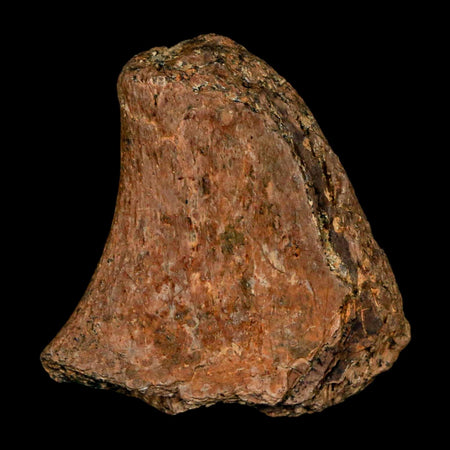 1.2" Tyrannosaurus Rex Fossil Bone Dinosaur Lance Creek Formation Wyoming COA