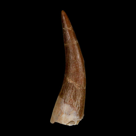 1.7" Plesiosaur Zarafasaura Tooth Fossil Cretaceous Dinosaur Era COA, Stand