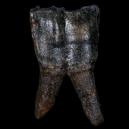 3.8" Woolly Rhinoceros Fossil Rooted Tooth Pleistocene Age Megafauna Russia COA