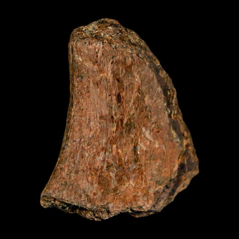 1.2" Tyrannosaurus Rex Fossil Bone Dinosaur Lance Creek Formation Wyoming COA - Fossil Age Minerals